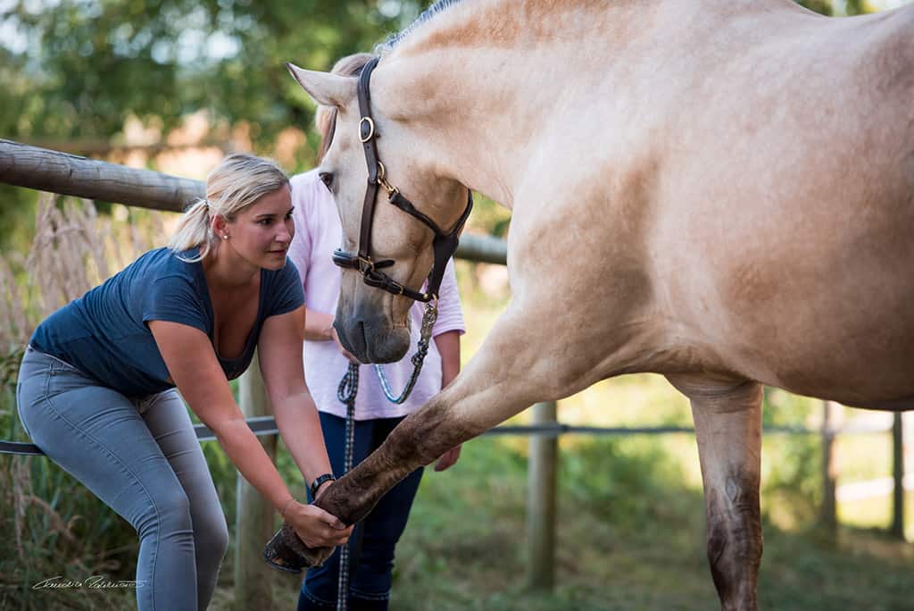 Detailaufnahme Tierphysiotherapeutin Katharina Ludwig behandelt Pferd mit Dehnungsübung an Vorderbein und Schulter