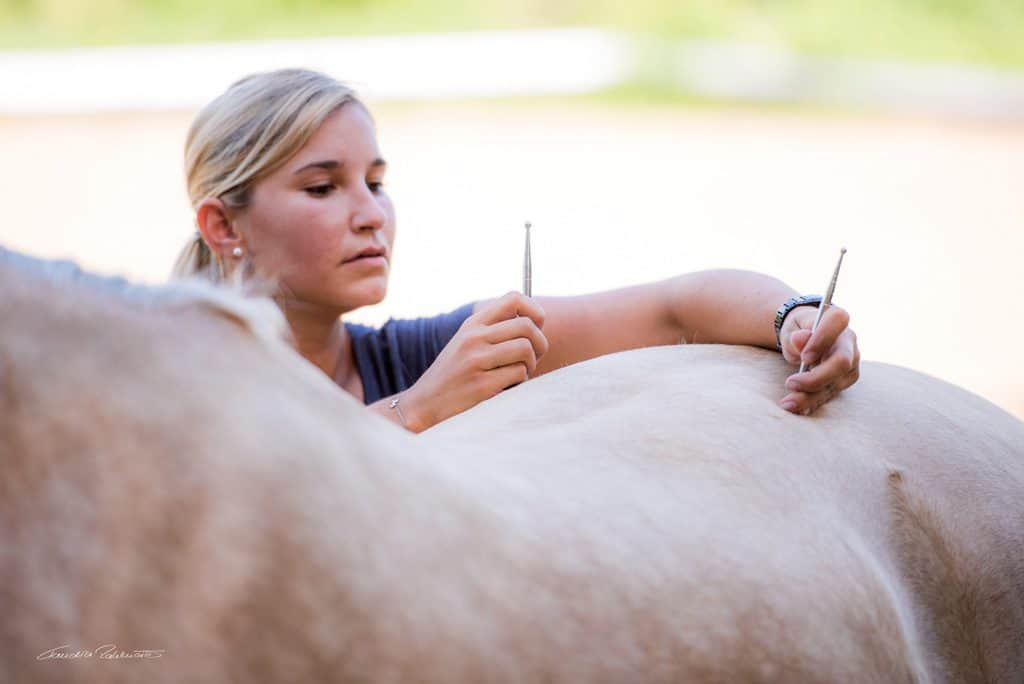 Detailaufnahme Tierphysiotherapeutin Katharina Ludwig behandelt Pferd mit manueller Therapie am Rücken