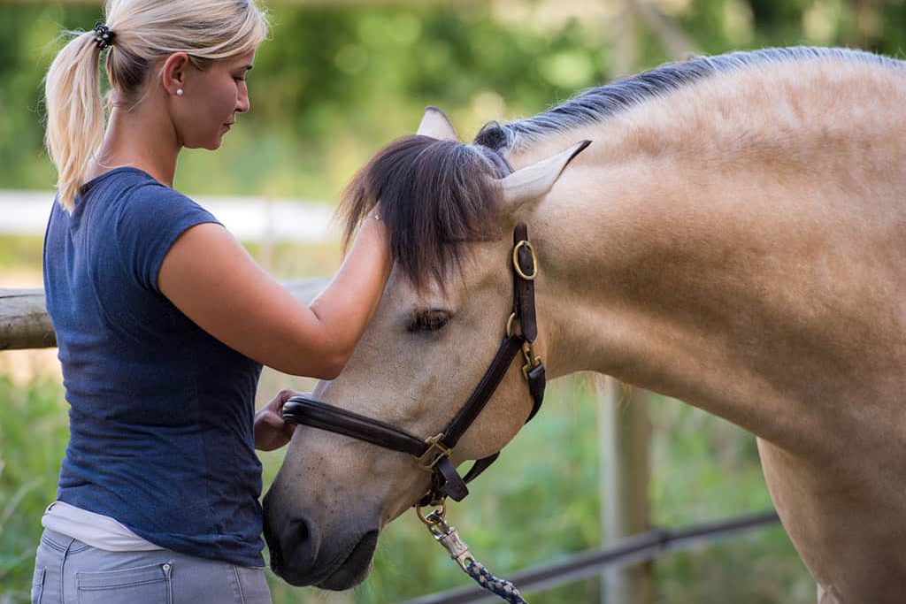 Tierphysiotherapeutin Katharina Ludwig behandelt Pferd am Kopf, Pferd entspannt dabei sichtlich