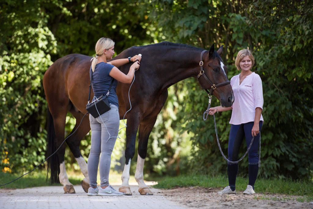 Tierphysiotherapeutin Katharina Ludwig behandelt großes braunes Pferd mit Matrix-Rhythmus-Gerät