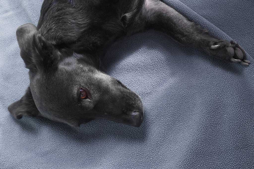 Detailaufnahme dunkler Hund auf Decke liegend