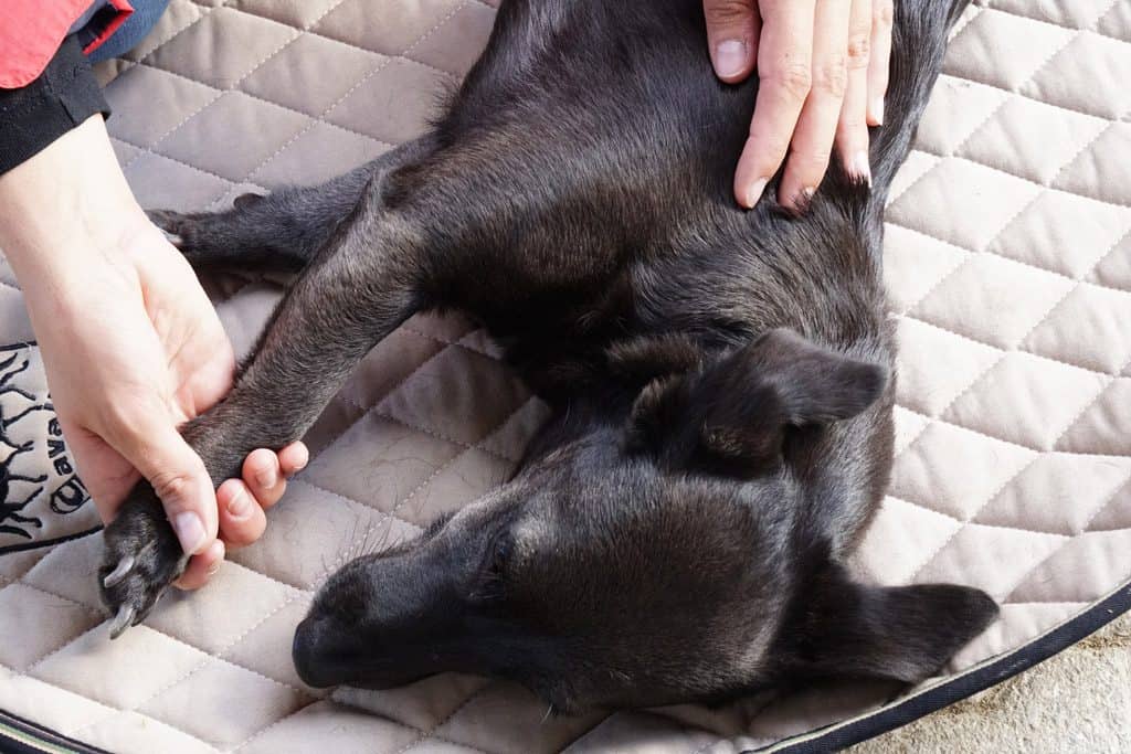 Detailaufnahme wie Tierphysiotherapeutin Katharina Ludwig behandelt Hund mit manueller Therapie